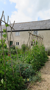 Fresh-produce-growing-in-the-River-Cottage-garden.